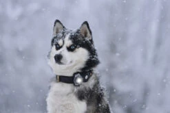 Orbiloc Dog Dual Light Dark -Wuff Wohnen Verkäufe Orbiloc Dog Dual5BDark3B20Dog in snow3B20MSR PRO3B20QMA3B20Collar3B20Long fur3B20Medium dog5D HR