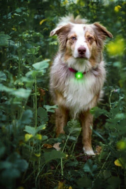 Orbiloc Dog Dual Light Green -Wuff Wohnen Verkäufe Orbiloc Dog Dual5BGreen3B20Dog in bushes3B20MSR PRO3B20QMA3B20Collar3B20Long fur3B20Large dog5D HR
