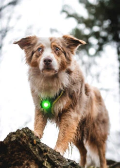 Orbiloc Dog Dual Light Green -Wuff Wohnen Verkäufe Orbiloc Dog Dual5BGreen3B20MSR PRO3B20QMA3B20Collar3B20Long fur3B20Large dog5D HR