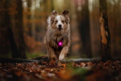 Orbiloc Dog Dual Light Pink -Wuff Wohnen Verkäufe Orbiloc Dog Dual5BPink3B20Dog running in forest3B20MSR PRO3B20QMA3B20Harness3B20Long fur3B20Large dog5D HR