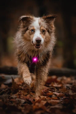 Orbiloc Dog Dual Light Pink -Wuff Wohnen Verkäufe Orbiloc Dog Dual5BPink3B20Dog running3B20MSR PRO3B20QMA3B20Harness3B20Long fur3B20Large dog5D HR