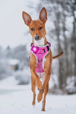 Orbiloc Dog Dual Light Pink -Wuff Wohnen Verkäufe Orbiloc Dog Dual5BPink3B20MSR PRO3B20QMA3B20Harness3B20Short fur3B20Medium dog5D HR