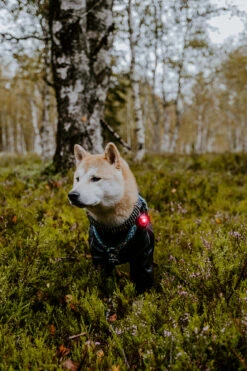 Orbiloc Dog Dual Light Red 12 Orbiloc Dog Dual Light Red -Wuff Wohnen Verkäufe Orbiloc Dog Dual5BRed3B20Dog in forest3B20MSR PRO3B20QMA3B20Collar3B20Long fur3B20Medium dog5D HR