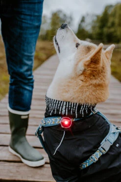 Orbiloc Dog Dual Light Red 11 Orbiloc Dog Dual Light Red -Wuff Wohnen Verkäufe Orbiloc Dog Dual5BRed3B20MSR PRO3B20QMA3B20Collar3B20Long fur3B20Medium dog5D HR