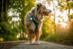 Orbiloc Dog Dual Light Turquoise -Wuff Wohnen Verkäufe Orbiloc Dog Dual5BTurquoise3B20MSR PRO3B20QMA3B20Harness3B20Long fur3B20Large dog5D2 HR