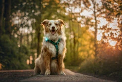 Orbiloc Dog Dual Light Turquoise -Wuff Wohnen Verkäufe Orbiloc Dog Dual5BTurquoise3B20MSR PRO3B20QMA3B20Harness3B20Long fur3B20Large dog5D HR