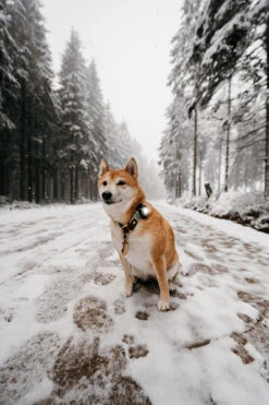 Orbiloc Dog Dual Light White 13 Orbiloc Dog Dual Light White -Wuff Wohnen Verkäufe Orbiloc Dog Dual5BWhite3B20MSR PRO3B20QMA3B20Collar3B20Long fur3B20Medium dog5D HR