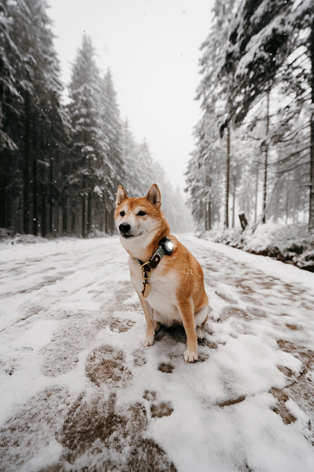 Orbiloc Dog Dual Light White 8 Orbiloc Dog Dual Light White – Bild 6