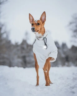 Orbiloc Dog Dual Light White 11 Orbiloc Dog Dual Light White -Wuff Wohnen Verkäufe Orbiloc Dog Dual5BWhite3B20Winter snow3B20MSR PRO3B20QMA3B20Collar3B20carabiner3B20Long fur3B20Large dog5D2 HR