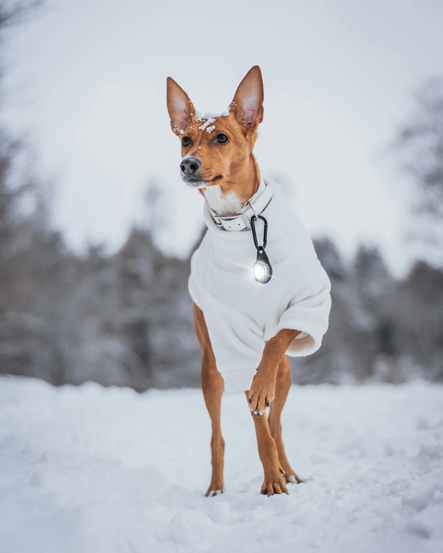 Orbiloc Dog Dual Light White 6 Orbiloc Dog Dual Light White – Bild 4