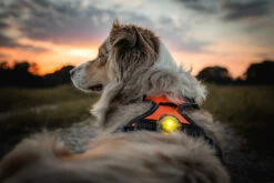 Orbiloc Dog Dual Light Yellow 12 Orbiloc Dog Dual Light Yellow -Wuff Wohnen Verkäufe Orbiloc Dog Dual5BYellow3B20MSR PRO3B20QMA3B20Harness3B20Long fur3B20Large dog5D2 HR