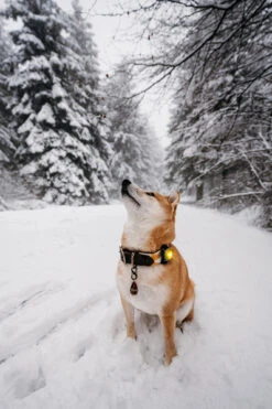 Orbiloc Dog Dual Light Yellow 13 Orbiloc Dog Dual Light Yellow -Wuff Wohnen Verkäufe Orbiloc Dog Dual5BYellow3B20MSR PRO3B20QMA3B20Harness3B20Long fur3B20Medium dog5D HR