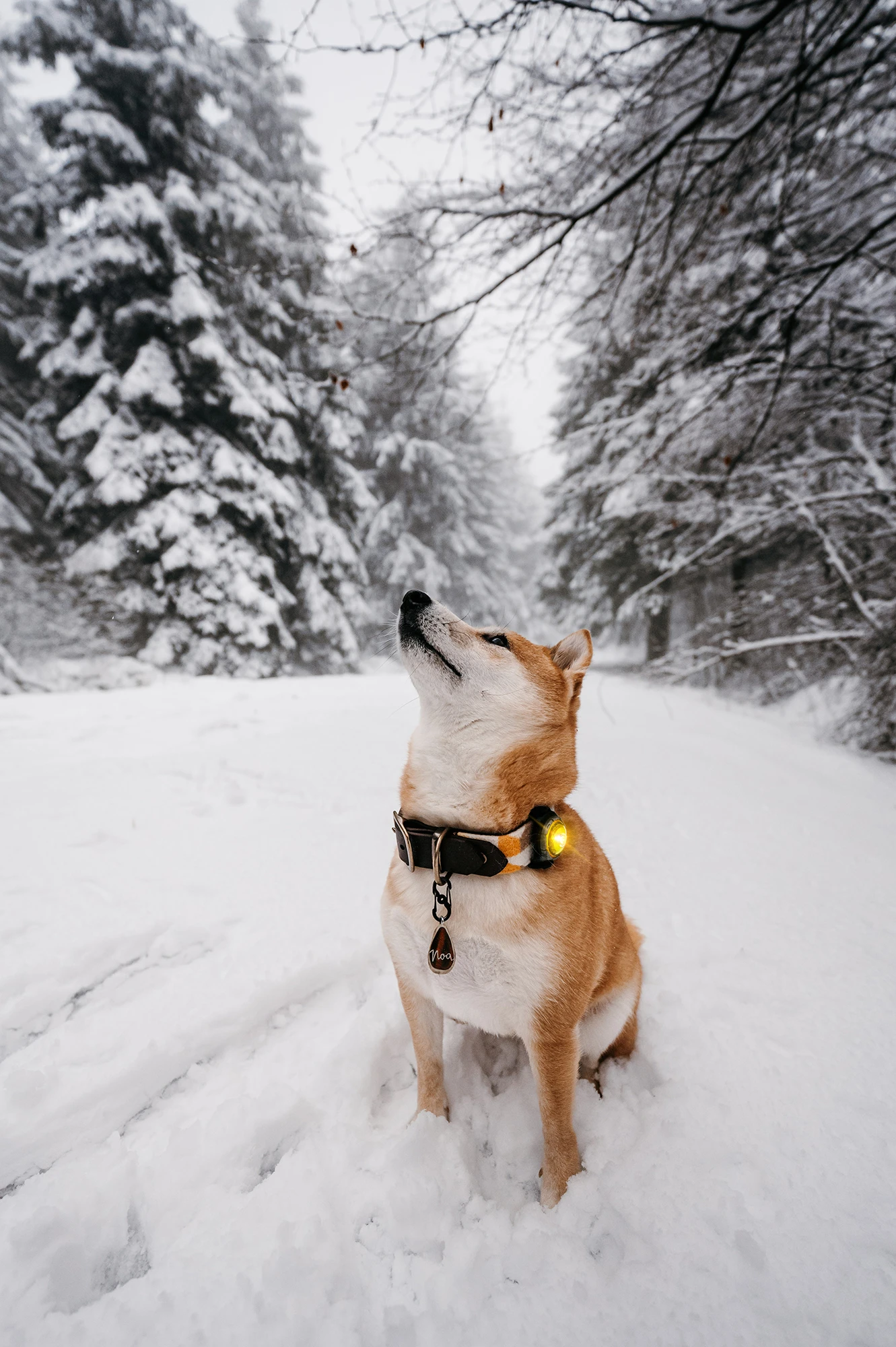 Orbiloc Dog Dual Light Yellow 8 Orbiloc Dog Dual Light Yellow – Bild 6