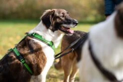 Annyx Geschirr Fun Oliv/hellgrün 11 Annyx Geschirr Fun Oliv/hellgrün -Wuff Wohnen Verkäufe P4RGZ9fA hellgruen