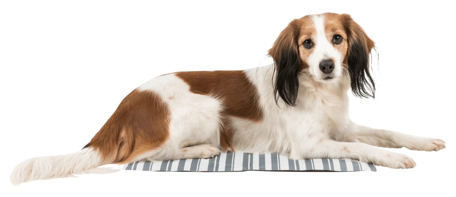 Trixie Kühlmatte M: 50 × 40 Cm, Weiß/grau 4 Trixie Kühlmatte M: 50 × 40 Cm, Weiß/grau – Bild 2