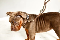 Wolters Halsband Professional Comfort -Wuff Wohnen Verkäufe Prof comfort champ 2