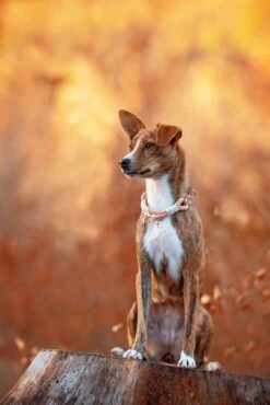 Emmy & Pepe Wau-Shine Halsband Mit Perlen Lollipop -Wuff Wohnen Verkäufe SHU 7501ig 1920x1920