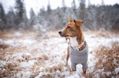 Emmy & Pepe Wau-Shine Halsband Mit Perlen Lollipop -Wuff Wohnen Verkäufe SHU 8858ig 1920x1920