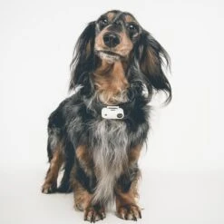 Tickless Mini Pet -Wuff Wohnen Verkäufe Tickless20Mini20weiss3