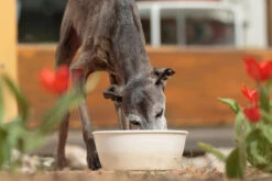 Treusinn Keramiknapf DELI Creme 7 Treusinn Keramiknapf DELI Creme -Wuff Wohnen Verkäufe Treusinn Keramiknapf DELI 16 1200