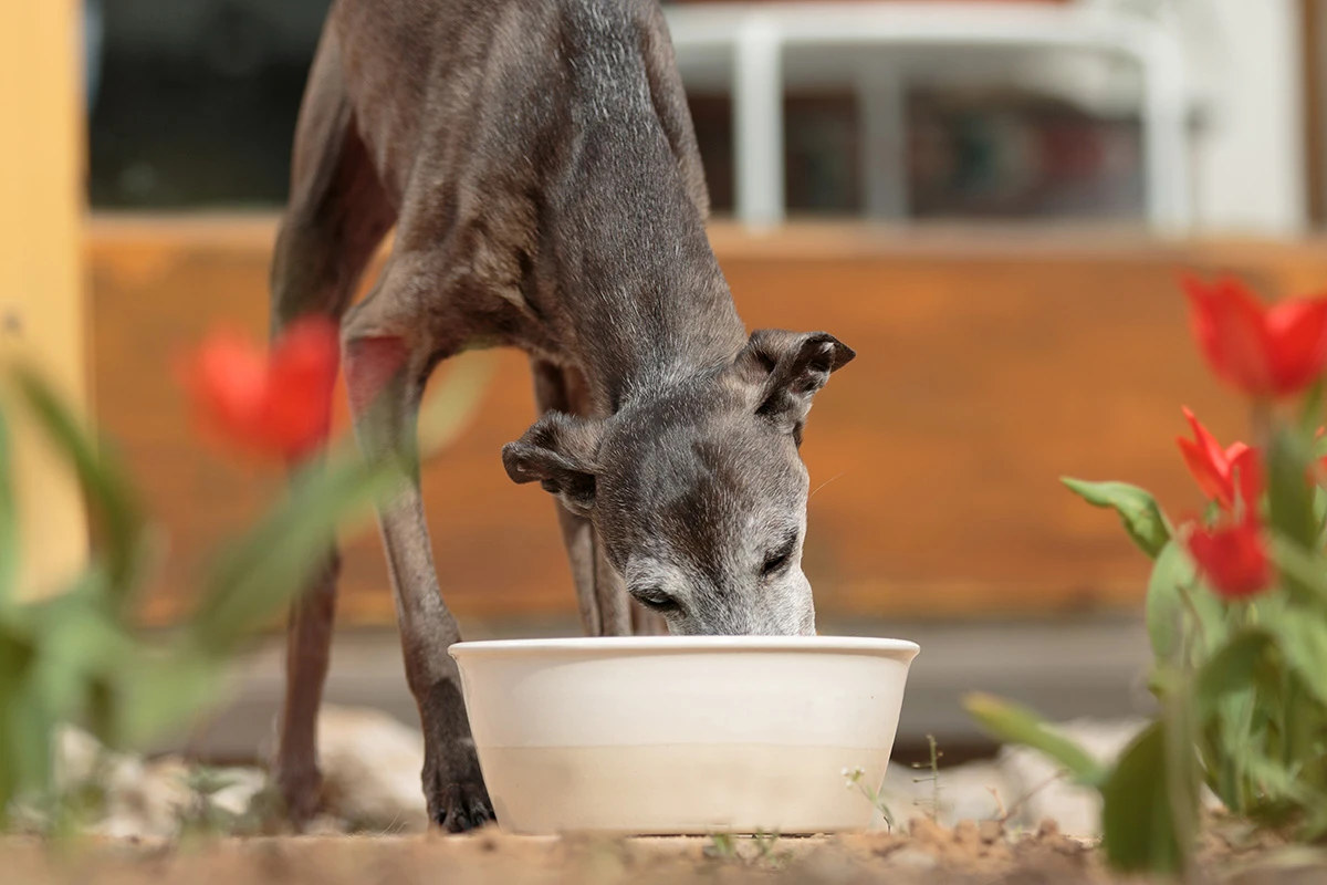 Treusinn Keramiknapf DELI Creme 5 Treusinn Keramiknapf DELI Creme – Bild 3