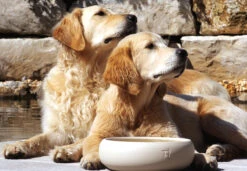 Treusinn Keramiknapf PUR Natur -Wuff Wohnen Verkäufe Treusinn Keramiknapf Pur Natur 14 1200