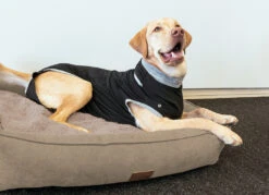 Petlando Vetlando Post OP Body Schwarz -Wuff Wohnen Verkäufe VL EMO Post OP schwarz dog RGB 900px