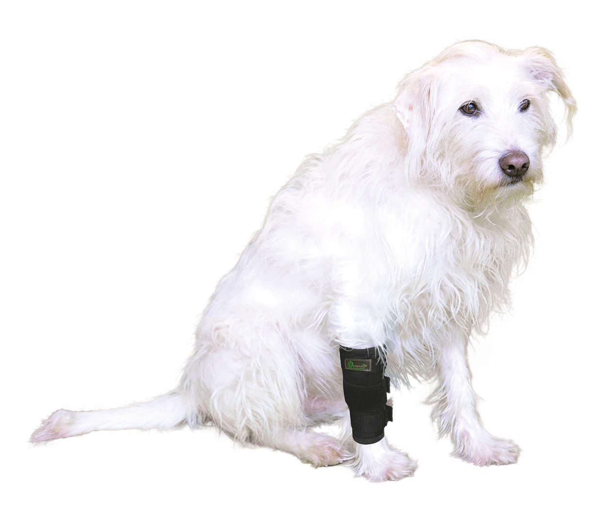 Petlando Vetlando Stützbandage 4 Petlando Vetlando Stützbandage – Bild 2