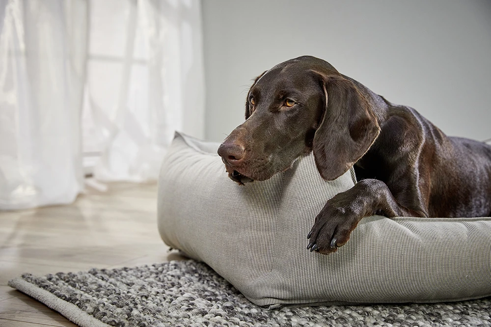 Wolters Dog Lounge Noble Stripes 5 Wolters Dog Lounge Noble Stripes – Bild 3