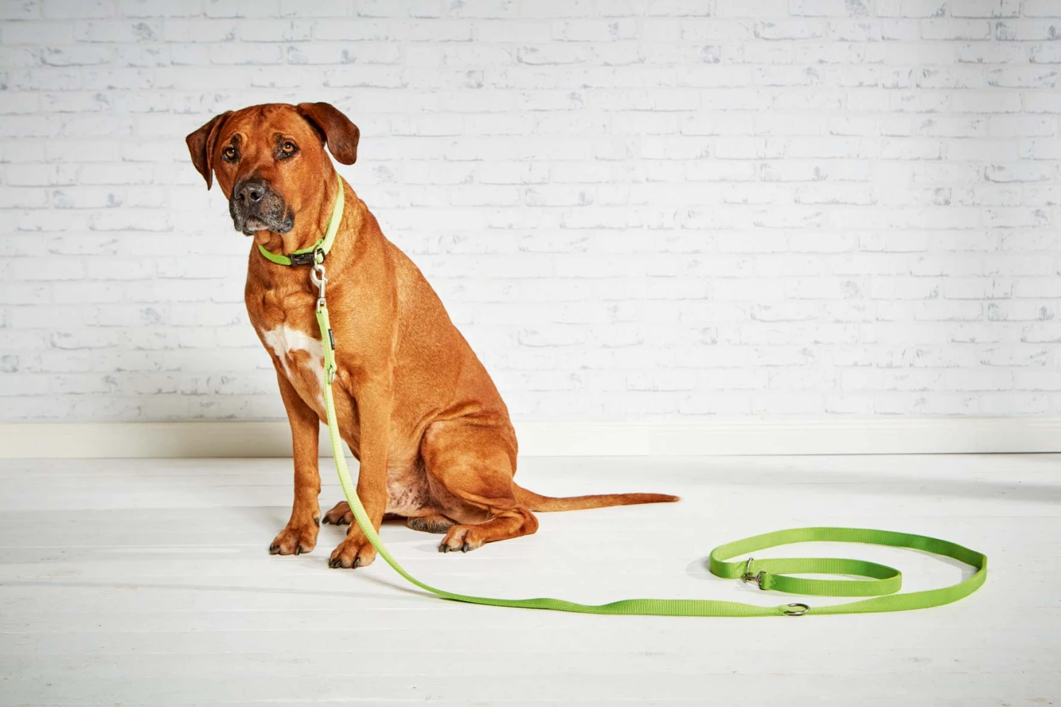 Wolters Halsband Professional 4 Wolters Halsband Professional – Bild 2