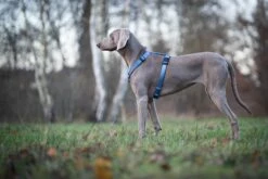 Wolters Geschirr Professional 9 Wolters Geschirr Professional -Wuff Wohnen Verkäufe Wolters Professional Geschirr riverside blue Mood III web