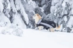 Wolters Skijacke Dogz Wear Mit Wasserdichtem RV Für Mops & Co. -Wuff Wohnen Verkäufe Wolters Skijacke Dogz Wear schwarz grau web VII 1920x1920