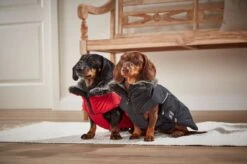 Wolters Winterjacke Amundsen Für Dackel -Wuff Wohnen Verkäufe Wolters Winterjacke Amundsen Dackel web