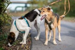 Annyx Geschirr Fun Oliv/oliv 11 Annyx Geschirr Fun Oliv/oliv -Wuff Wohnen Verkäufe XUvXlsg olive