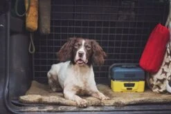 SICCARO Hundematte FlexDogMat -Wuff Wohnen Verkäufe alfie working spaniel dsc 6556 11 by emma bearman