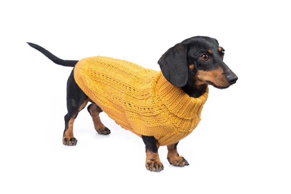 Alqo Wasi Hunde-Pullover Bohemian Cable Knit - Mustard 4 Alqo Wasi Hunde-Pullover Bohemian Cable Knit - Mustard – Bild 2