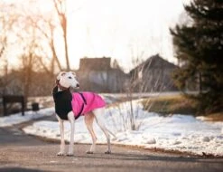 Chilly Dogs Great White North Long & Lean (extra Lang) -Wuff Wohnen Verkäufe cdgwnl lemo04