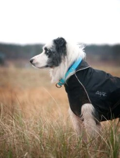 Chilly Dogs Harbour Slicker STANDARD -Wuff Wohnen Verkäufe cdhsbbemo01