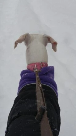 Chilly Dogs Great White North STANDARD -Wuff Wohnen Verkäufe cdipemo01