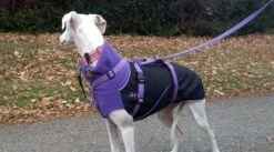 Chilly Dogs Great White North STANDARD -Wuff Wohnen Verkäufe cdipemo03