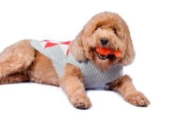 Alqo Wasi Hunde-Pullover Cheerful Argyle -Wuff Wohnen Verkäufe cheerful argyle coral alqo wasi 05