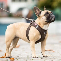 Curli Vest Geschirr Cord -Wuff Wohnen Verkäufe curli cord emo01