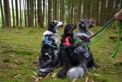 Petlando Mesh Verstellbare Führleine -Wuff Wohnen Verkäufe czVURU2Q