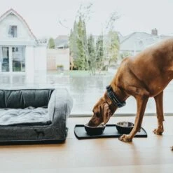 Hunter Futternapf Graz 9 Hunter Futternapf Graz -Wuff Wohnen Verkäufe e 5caSkn 67615 002 live 20