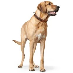 Hunter Halsband El Paso -Wuff Wohnen Verkäufe e b7Aatq 68555 002 image 20