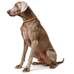 Hunter D-Halsung Eiby Freestyle -Wuff Wohnen Verkäufe e hVC6mO 68676 001 image 20