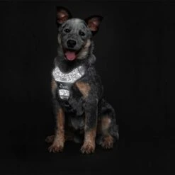 Hunter Geschirr Divo Reflect (Nylon/Polyester) 13 Hunter Geschirr Divo Reflect (Nylon/Polyester) -Wuff Wohnen Verkäufe e waMyPo 68958 002 image 20