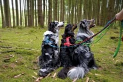 Petlando Geschirr Mesh Y-Comfort Geschirr -Wuff Wohnen Verkäufe emomesh