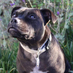 Rogz Alpinist Halsband Everest Gr. XL / 25mm (43-70cm) -Wuff Wohnen Verkäufe goldi 28129