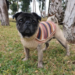 Alqo Wasi Hunde-Pullover Honey Stripes -Wuff Wohnen Verkäufe honey stripes